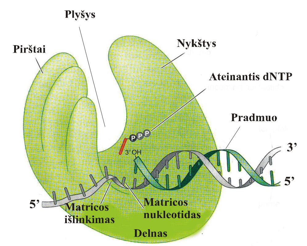 <p>• Delnas (palm) </p><p>• Pirštai (fingers) </p><p>• Nykštys (thumb) </p><p>• Plyšys (gap)</p>