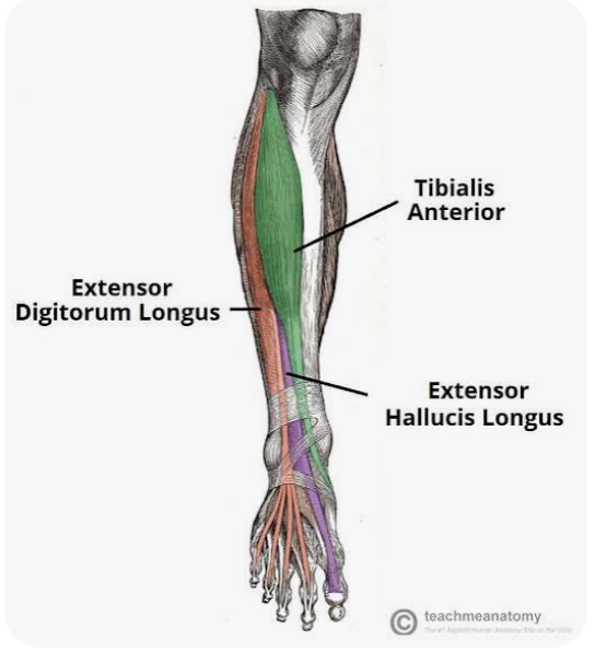 <p>O: Lateral condyle of the tibia; upper fibula; interosseous membrane of the leg</p><p>I: Middle and distal phalanges of the lateral four digits</p><p>A: Dorsiflexion of the foot; extension of digits 2-5</p><p>N: Deep peroneal nerve</p>