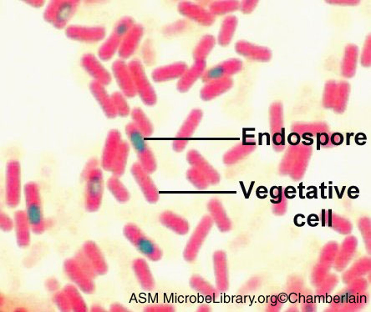 <p>endospores</p>