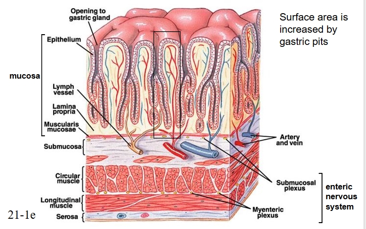 <p>Muscles, lymphs, arteries and veins</p><p></p>