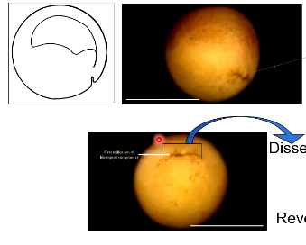 <p>Gene “fishing” to find genes expressed within the molecular organiser. On a dorsal blastopore area, there is a ‘lip’ where the organiser sits. You can dissect out organiser regions to extract mRNA being produced there, RT it into cDNA to make an expression library.</p>