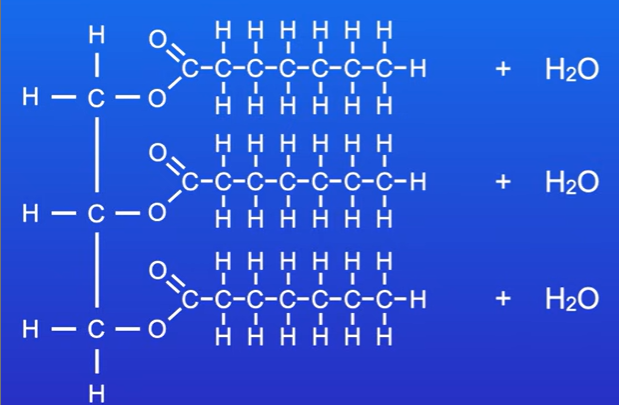 <p>How is triglyceride formed</p>