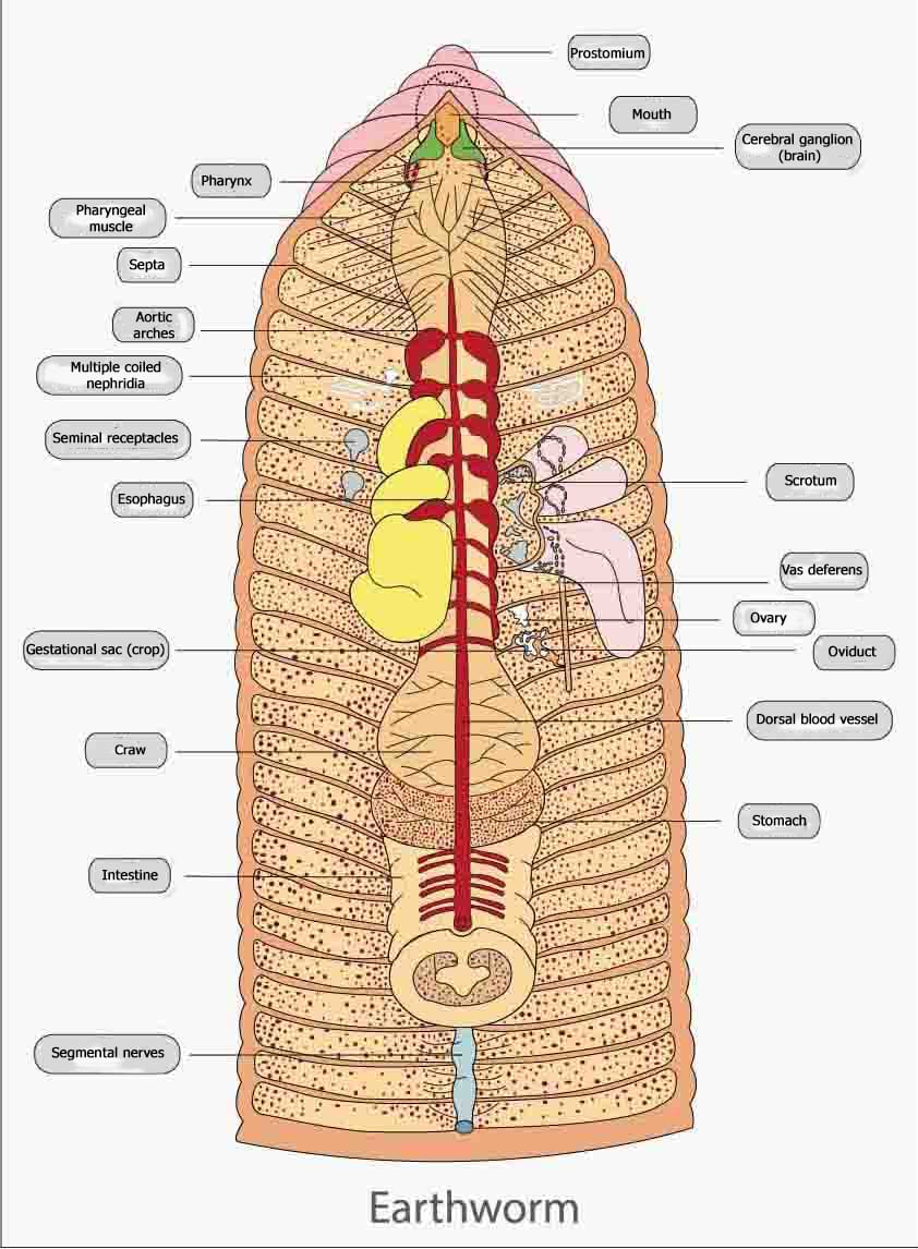 <p>lack a conspicuous head</p><p>reproduction:</p><ul><li><p>monoecious (cross-fertilizing)</p></li><li><p>two earthworms exchange sperm and then separate</p></li><li><p>received sperm is stored in seminal receptacles</p></li><li><p>clitellum (group of large fused body segments located close to anterior end) secretes a mucous cocoon</p></li></ul><p></p>