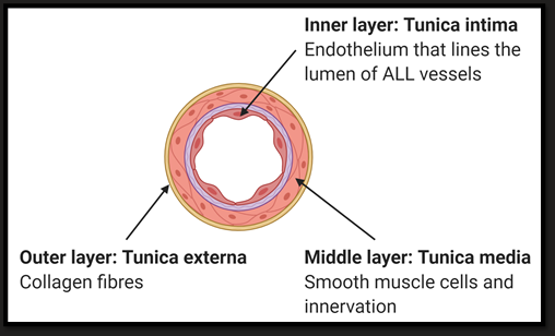 <ul><li><p>Thick walls</p></li><li><p>Muscular</p></li><li><p>Role = Tissue distribution, variable resistance</p></li></ul><p></p>