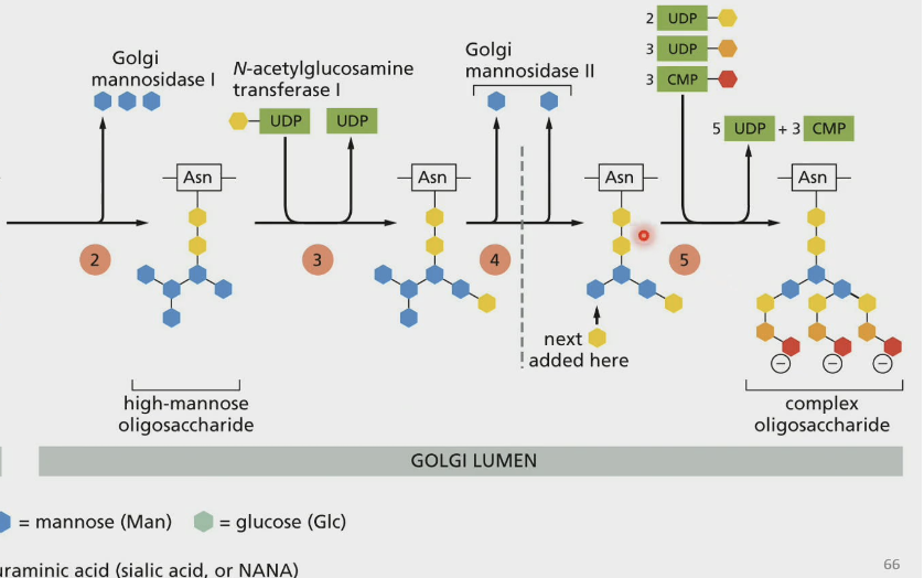 <p>N-glycosylation in Golgi: <strong>COMPLEX</strong></p><p>Addition of … and trim of 2 … </p>