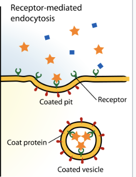 <p>clathrin binds solutes and forms lattice which moves inwards</p>