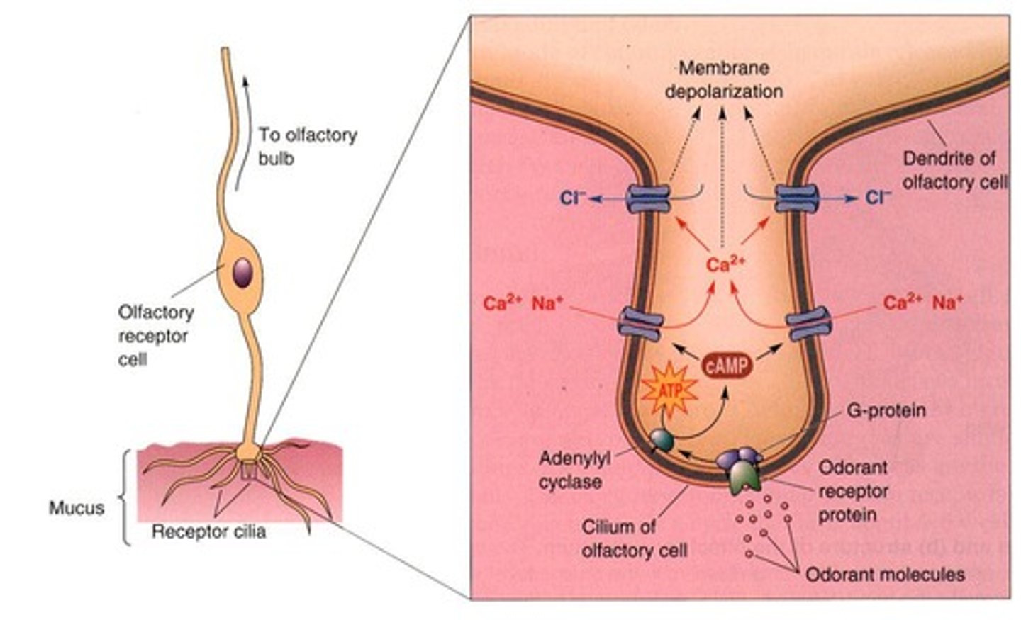 <p>Binding of odorants to receptors on olfactory cilia activates a second messenger system, leading to depolarization of the receptive cell.</p>