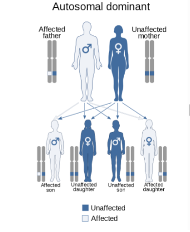 <p>genetic autosomal dominant inheritance that infludes weakness in half of the body</p>