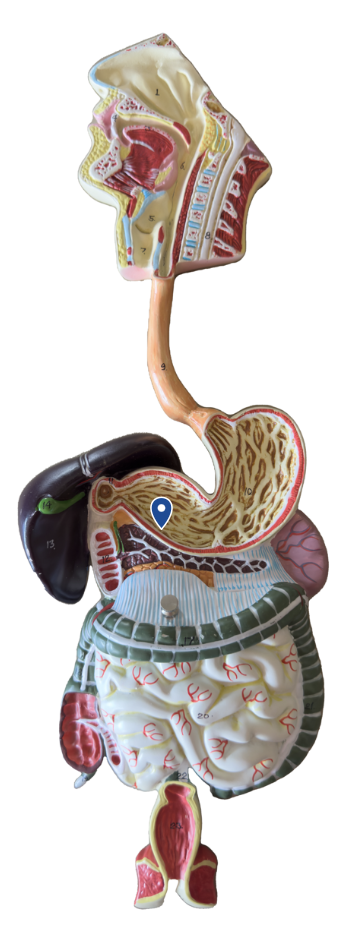 <p>Name this region of the stomach.</p>