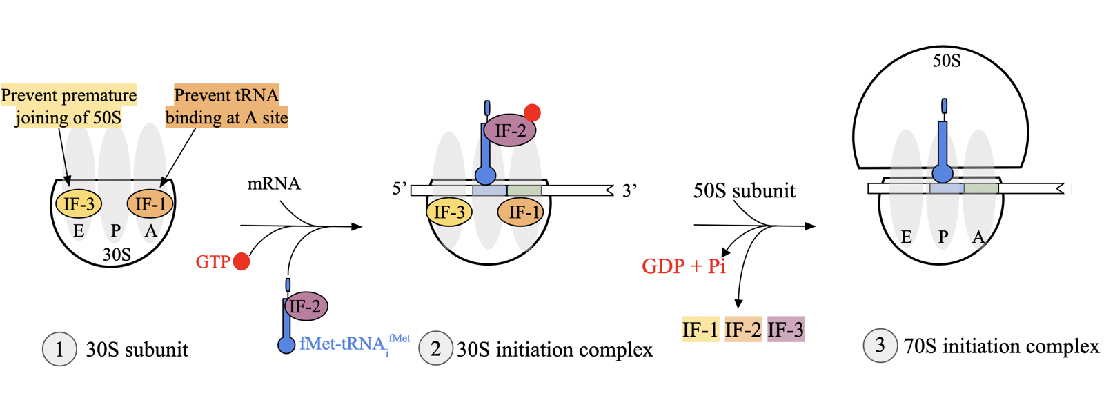 <p>IF1, IF2, IF3: P-loop NTPases that undergo significant conformational changes upon binding and hydrolysis of NTPs</p><p>translation initiation via IFs occur in 3 key steps</p><ol><li><p><strong>IF1 and IF3 binding</strong>: IF1 binds near A site of 30S subunit, ensuring tRNA<sub>i</sub> binds P site. IF3 prevents premature binding of 50S, preventing formation of 70S complex without mRNA and tRNA<sub>i</sub>.</p></li><li><p><strong>binding of mRNA and IF2 to form the 30S initation complex</strong>: 16S rRNA in 30S subunit H-bonds mRNA transcript for correct reading frame. IF2-fMet-tRNA<sub>i</sub><sup>fMet</sup>-GTP associates with 30S</p></li><li><p><strong>transition to the 70S initiation complex</strong>: IF2 bound to 30S subunit undergoes GTP hydrolysis, releasing all IFs from complex. promotes binding of 50S large subunit, resulting in 70S initiation complex</p></li></ol><p></p>