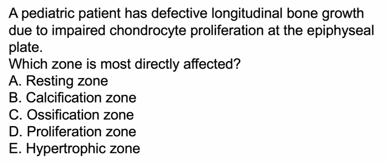 <p>D) Proliferation zone</p>