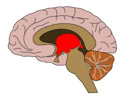 <p>What brain part is this?</p>