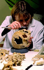 <p>the study of humans</p>