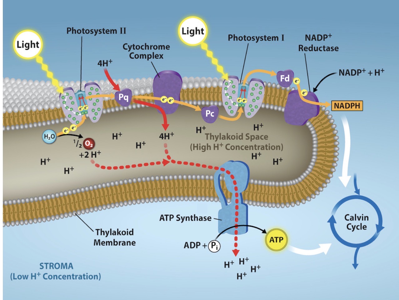<ol><li><p>Photons from light are captured by pigments present in the light harvesting complexes</p></li><li><p>Photons are funnelled down to a special pair of chlorophyll a molecules in the reaction centre of photosystem II</p></li><li><p>The chlorophyll a molecules donate electrons to the primary electron acceptor</p></li><li><p>In the lumen of the thylakoid - water is split into H+ and O2 - and gives the chlorophyll a molecules electrons to replace the ones they lost </p></li><li><p>The electrons in the primary electron acceptor travel down the ETC from photosystem II, Pq (transport), cytochrome complex, Pc (transport) to photosystem I - losing energy at each step</p></li><li><p>This energy is harnessed by the cytochrome complex to pump 4H+ against its conc gradient from the stroma into the thylakoid lumen</p></li><li><p>H+ uses ATP synthase to diffuse back into the stroma, rotating the motor, and adding a P to ADP to generate ATP through photophosphorylation </p></li><li><p>When the electrons reach the end of the ETC at photosystem I they are passed to chlorophyll b</p></li><li><p>A boost of light energy excites the electrons again, which pass them again to a primary electron acceptor</p></li><li><p>They travel down another ETC from PS I, Fd (transport) to NADP+ reductase, which reduces NADP+ to NADPH </p></li></ol><p></p>