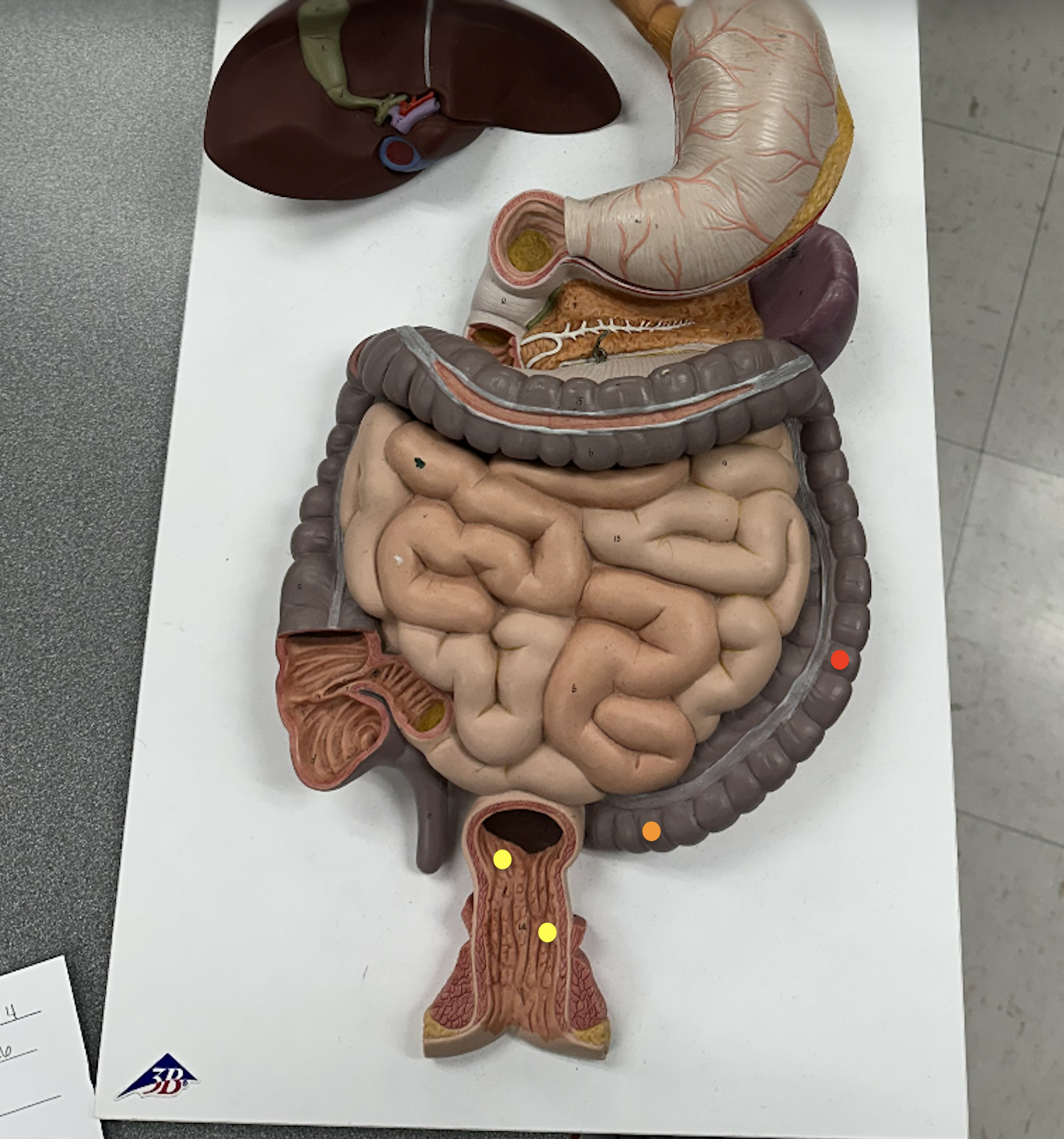 <p>Identify the structures</p>