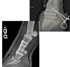 <p>What is the prognosis for fractures of the second phalanx (short pastern)?</p>
