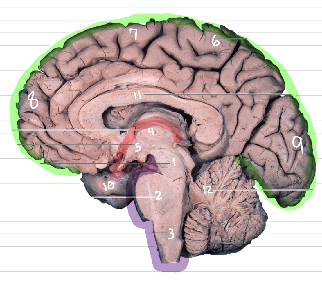 <p>Which area is highlighted in purple?</p>