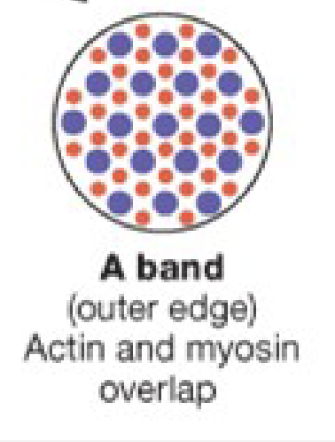 <ul><li><p>Actin and myosin slide past each other → shortens sarcomere length (z-disk to z-disk)</p></li><li><p>Myosin heads attach to actin → cross-bridges form</p></li><li><p>Can only occur when Ca<sup>2+</sup> is present → allosteric modulation</p></li><li><p>Requires ATP</p></li></ul><p></p>