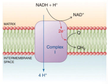 <p>(e- → NADH → Q) NADH-ubiquinone oxireductase accepts 2 electrons from NADH, produces ubiquinone, transports 4 H<sup>+</sup> from matrix to intermembrane space - releases NAD+, QH2, and the 4 H+ (transports H<sup>+</sup>)</p>