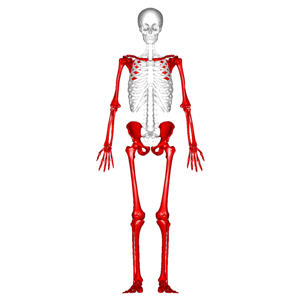<p>Limbs or appendages</p>