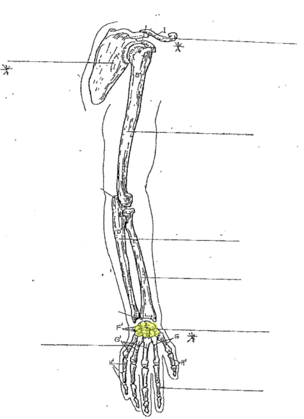 <p>What is the highlighted part of the arm?</p>