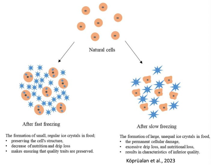 <ol><li><p><strong>Whether the m/o is spore forming or not; vegetative cells of yeasts,moulds &amp; many GN species <u>are susceptibl</u>e</strong> to the effects of freezing while <strong><u>GM are moderately more resistant</u></strong>, <strong><mark data-color="blue" style="background-color: blue; color: inherit;">with sporeformers such as </mark><em><mark data-color="blue" style="background-color: blue; color: inherit;">bacilli, clostridia species, </mark></em><mark data-color="blue" style="background-color: blue; color: inherit;">having the best resistance</mark></strong> as they can remain dormant and then produce viable cells onces thawed.</p></li><li><p><strong>The rate of freezing can affect the m/o response; </strong>fast freezing is <u>less destructive</u>, while slow freezing allows larger ice crystals to form, which can damage cells more extensively, however reduces the quality of the food.</p></li><li><p><strong>Freezing temperature: -4 to -10ºC is better than -15 to -30ºc, as <em>Salmonellae </em>survive best at -20ºC however have lower survival rates at -2ºC</strong></p></li><li><p><strong>The type of food and its composition; sugars,salts and proteins in the food can act as cryoprotectants</strong></p></li></ol><p></p><p></p>