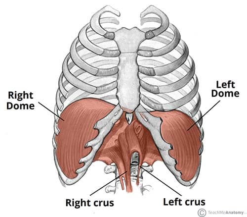 <p>curved tops of the diaphragm </p>