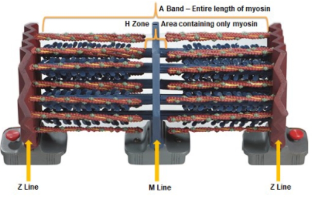 <p>Z line, M line, Z line, A band, H zone</p>