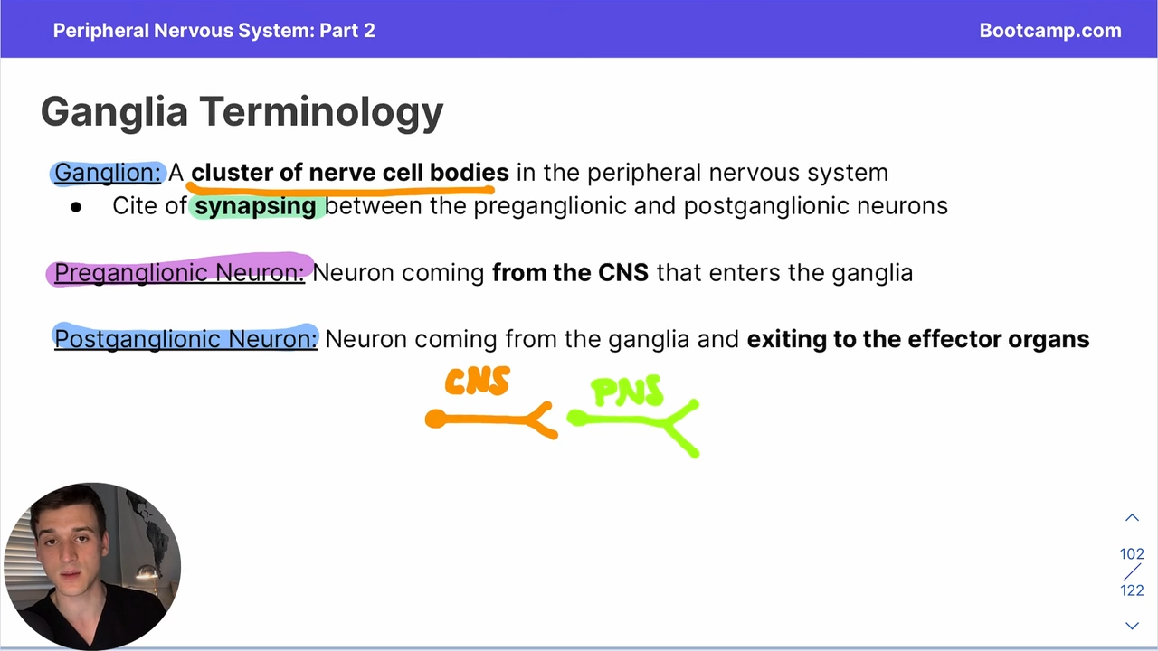<p>Neuron coming from the CNS that enters the ganglia </p>