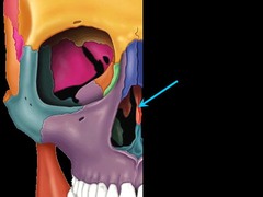<p>Identify this part of the bone.</p>