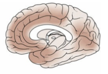 <p>Que etapa del Alzheimer representa esta imágen en relacion con la propagación de la enfermedad en el cerebro?</p>