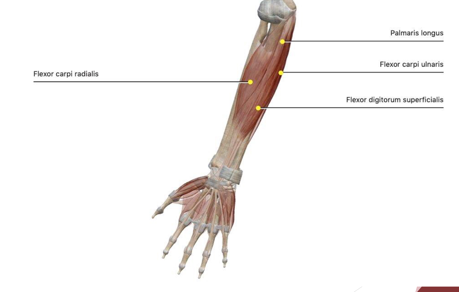 <p>flexor carpi radialis, palmaris longus, extensor carpi radialis, and extensor digitorum </p>