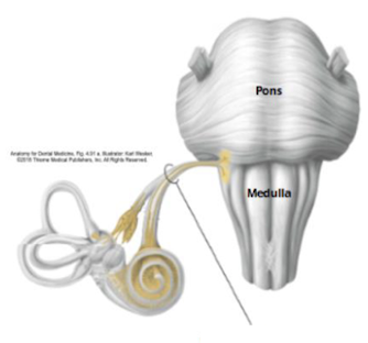 <p>Identify + describe the nerve </p>