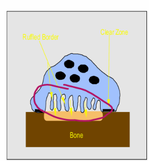<ul><li><p><strong>Multinucleated with ruffled border</strong></p></li><li><p><strong>Adjacent to resorbed bone</strong></p></li><li><p>Bone lining cells, in contact with calcified bone surface and in lacunae</p></li><li><p>4-20 nuclei, giant cells</p></li></ul><p></p>