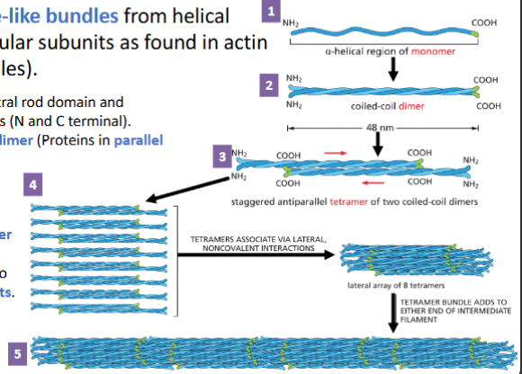 <p>IF are assembled to rope-like bundles from helical proteins (instead of globular subunits as found in actin filaments and microtubules).</p><p>1. IF monomer has α-helical central rod domain and unstructured terminal domains (N and C terminal).</p><p>2. Monomers associate to form dimer (Proteins in parallel direction).</p><p>3. Two dimers form a staggered antiparallel tetramer.</p><p>4. Eight tetramers pack into a helical array creating a tetramer strand</p><p>5. Tetramer strands assemble into ropelike intermediate filaments. Addition of tetramer array on either end causes filament to grow.</p><p>Intermediate filaments:</p><p>• Have no polarity</p><p>• Are easy to bend but not break</p>