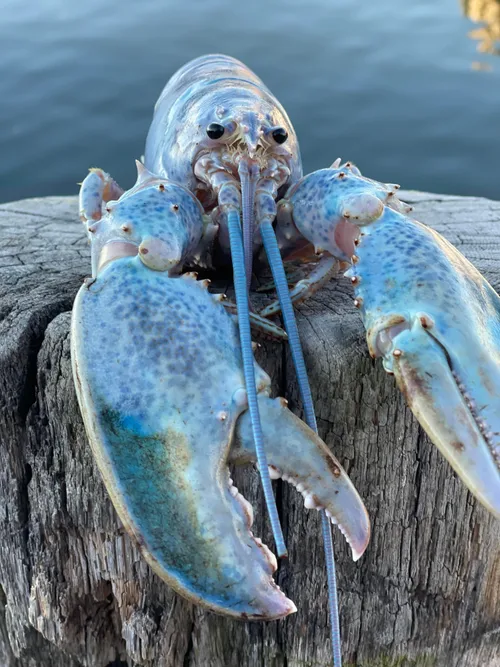 <ul><li><p>blue is a rare color within nature due light absorption</p><ul><li><p><span>Many surface dwelling species in the neuston have blue carotenoproteins or white sheens to protect themselves from UV radiation</span></p></li></ul></li></ul><p></p>