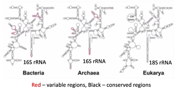 <p>16S rRNA. Due to being highly conserved between diff species bacteria/ archaea. ALSO:</p><ul><li><p><span>All cells have ribosome</span></p></li><li><p><span>All perform same role, so evolution rate slow</span></p></li><li><p><span>Ribosomal RNA conserved binding sites/ funct</span></p></li></ul><p></p>