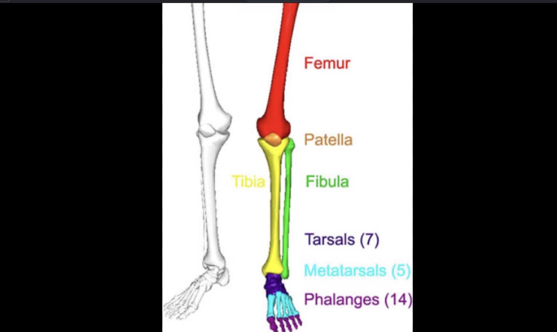 <p>Bones of foot</p>