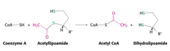 <p>The acetyl group is transferred from acetyllipoamide to the sulfhydryl end of CoA to form acetyl CoA. This leaves the lipoamide ring in the reduced form of dihydrolipoamide.</p>