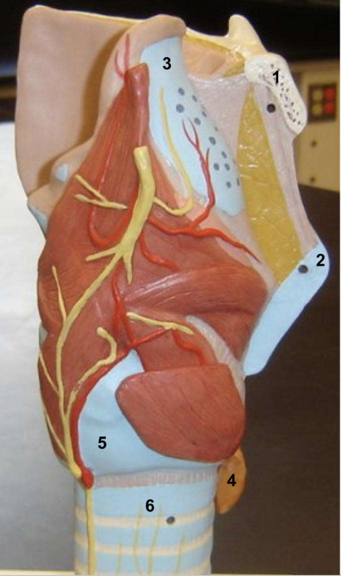 <ol><li><p>Hyoid bone</p></li><li><p>Thyroid cartilage (notice the Laryngeal prominence)</p></li><li><p>Epiglottis</p></li><li><p>Thyroid gland</p></li><li><p>Cricoid cartilage</p></li><li><p>Trachea</p></li></ol><p></p>