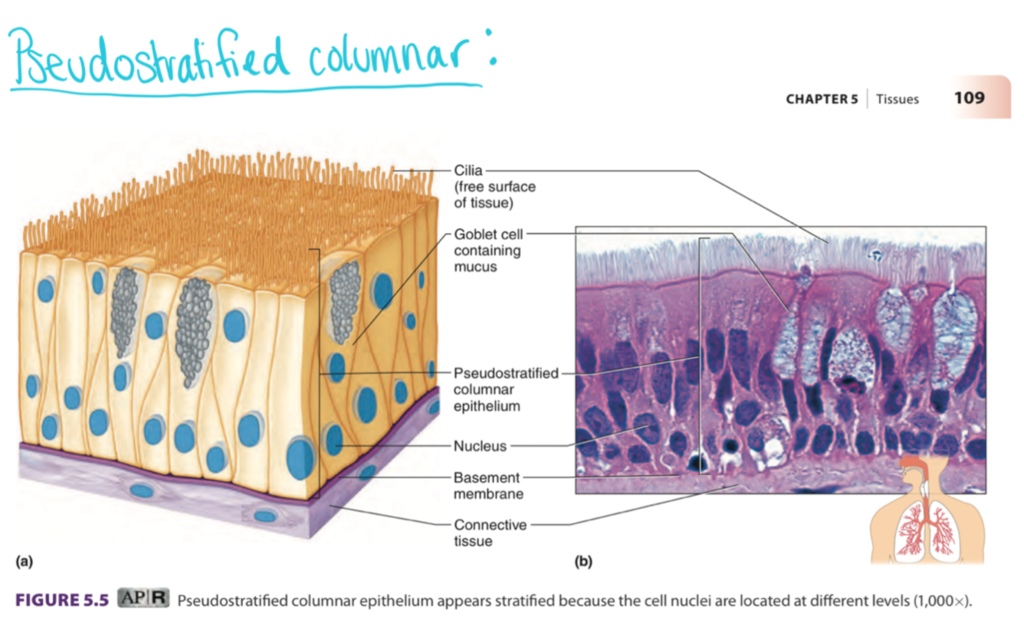 <ul><li><p>location: trachea → terminal bronchioles </p></li><li><p>function: Conduct, warm, humidify, and filter air</p></li></ul><p>Histologic Components</p><ul><li><p><span style="background-color: transparent;"><strong>Conducting Zone (Trachea/Bronchi):</strong> Lined with <strong>Pseudostratified Ciliated Columnar Epithelium</strong> (Respiratory Epithelium).</span></p></li></ul><ul><li><p><span style="background-color: transparent;"><strong>Goblet Cells:</strong> Secrete sticky mucus to trap dust.</span></p></li><li><p><span style="background-color: transparent;"><strong>Cilia:</strong> Hair-like projections that move mucus up (the <strong>Mucociliary Escalator</strong>).</span></p></li></ul><p></p>
