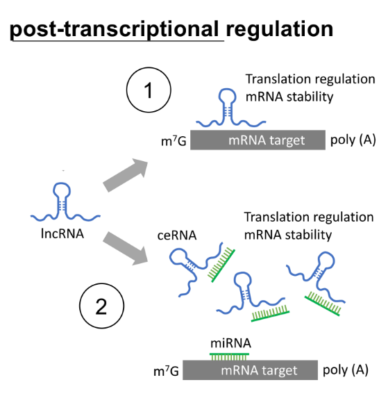 <p>lncRNAs can directly stabilize mRNAs by binding to <u>mRNA</u></p><p>lncRNAs can indirectly stabilize mRNAs by involving <strong><u>mi</u></strong><u>RNAs</u>, where these lncRNAs are called <strong><u>ceRNAs</u> </strong>(← <u>competing endogenous RNAs</u>)</p><ul><li><p>ceRNAs have complementary seq. to the miRNAs, so they bind together to move miRNA away from the target mRNA (SO less miRNA will cleave and degrade the target mRNA)</p></li></ul><p></p>