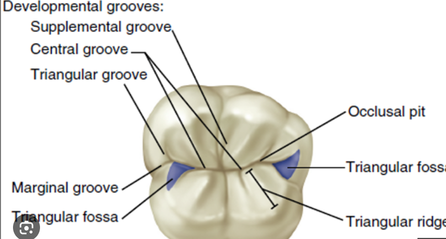<p>shallow groove or<u> line between primary parts of a crown or root</u></p><ul><li><p>It marks where the primary growth parts (lobes) of the tooth joined together during development</p></li></ul><p></p>
