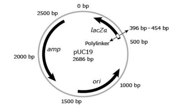<p><span>The map of the pUC19 plasmid, consisting of 2686 base pairs (bp), is shown.</span></p><p>If researchers wanted to express an exogenous protein using this plasmid, in which portion of the plasmid will the researchers most likely insert its gene-encoding sequence?</p><p><strong>A. </strong>Between 0 and 350 bp</p><p><strong>B. </strong>Between 396 and 454 bp</p><p><strong>C. </strong>Between 1000 and 1500 bp</p><p><strong>D. </strong>Between 2000 and 2500 bp</p>