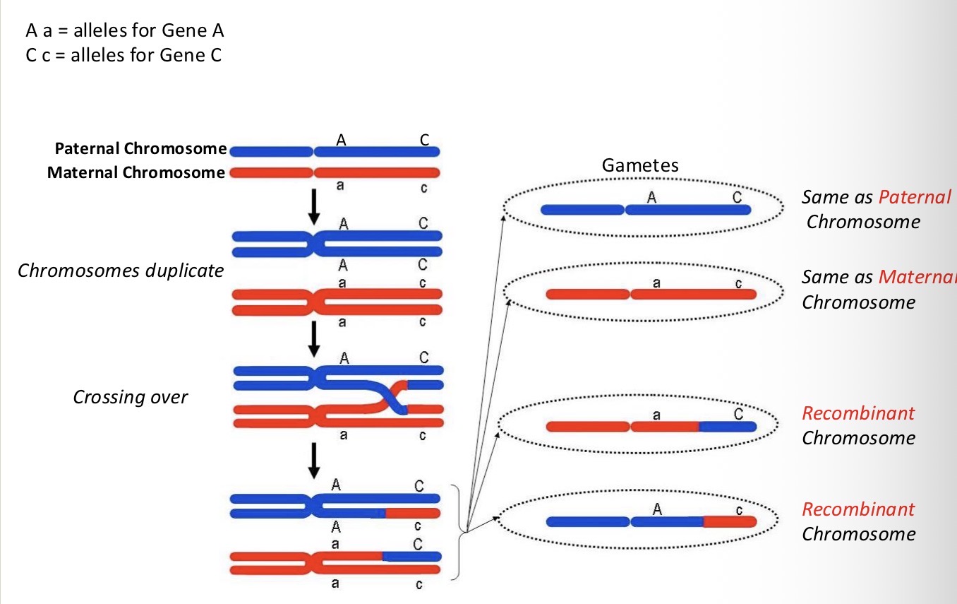 <p>Recombinant chromosomes that carry genes from both paternal and maternal chromosomes</p>