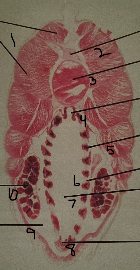 <p>point 2 on this lancelet</p>