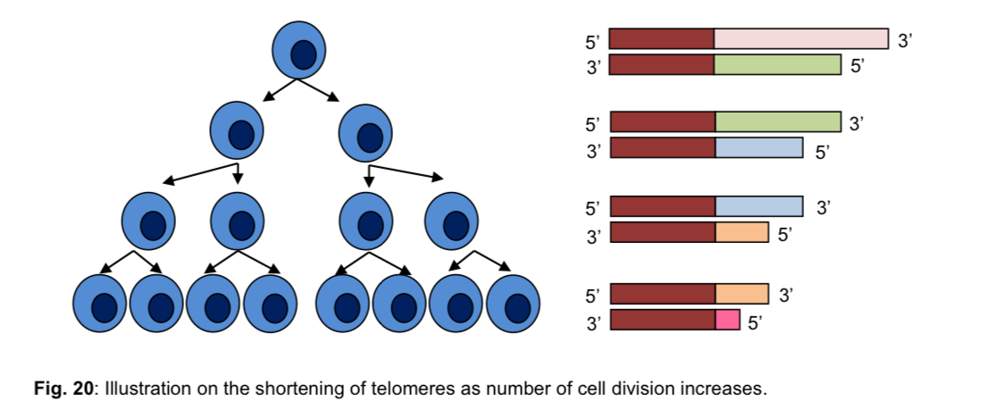 <ul><li><p><strong>Replicative cell senescence</strong>: the period in which a <u>cell withdraws permanently from the cell cycle </u>and hence stops dividing after reaching<strong> Hayflick limit</strong> when it has divided for 25 to 50 cell divisions</p></li></ul><ol><li><p><strong>Hayflick limit</strong>: point at which a cell ceases to divide and grow, after 25 to 50 cell divisions</p></li></ol><ul><li><p>cell no longer divides and eventually dies (to prevent loss of genes)</p></li><li><p>complete loss of telomere repeated eventually triggers apoptosis (programmed cell death)</p></li></ul><ol start="2"><li><p>if the cell does not obey the Hayflick limit, <mark data-color="green" style="background-color: green; color: inherit;">uncontrolled cell division will occur (</mark>KIV: Molecular basis of cancer)</p></li><li><p><mark data-color="purple" style="background-color: purple; color: inherit;">cells with longer telomeres tend to go through a higher number of cell divisions and survive longer </mark>when cultured in vitro (in an artificial environment) than cells with shorter telomeres</p></li><li><p><mark data-color="red" style="background-color: red; color: inherit;">telomere length thus appears to limit the number of times cells can divide and thereby regulate a cell’s life span</mark></p></li></ol><ul><li><p>it acts as a reference to count cell division</p></li><li><p>research has shown that telomere shortening may be linked to the aging process of tissues/organisms</p></li></ul><ol start="5"><li><p><mark data-color="blue" style="background-color: blue; color: inherit;">germ cells, stem cells and cancer cells are able to </mark><u><mark data-color="blue" style="background-color: blue; color: inherit;">counteract</mark></u><mark data-color="blue" style="background-color: blue; color: inherit;"> the gradual shortening of their linear chromosomes by adding telomeric repeat sequences</mark> to the ends of each chromosome with the aid of the <mark data-color="blue" style="background-color: blue; color: inherit;">enzyme telomerase</mark></p></li></ol><p>*end replication problem cannot be prevented and occurs with every round of DNA replication</p><p>*note: counteract NOT equals prevent </p><p></p>