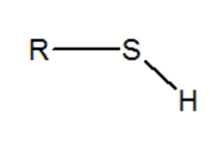 <p>has a carbon atom bonded to the sulfur of an -SH group</p>