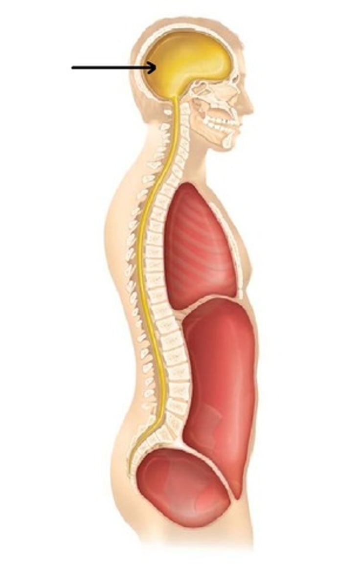 <p>also includes oral, nasal, orbital, and middle ear cavities</p>