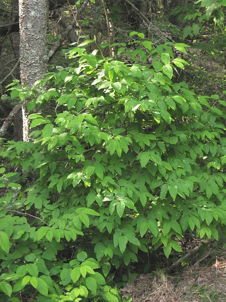 <p>American fly honeysuckle</p>